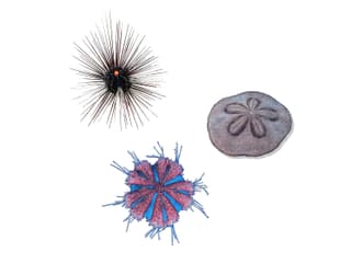 Sea urchin various