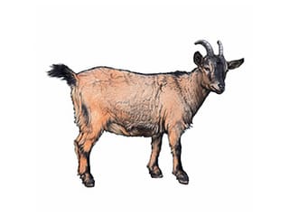 Illustration Afrikanische Zwergziege