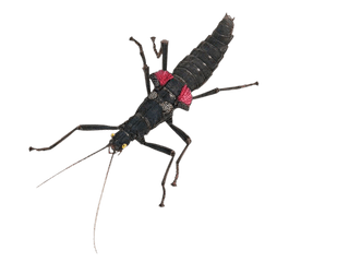 Black beauty stick insect