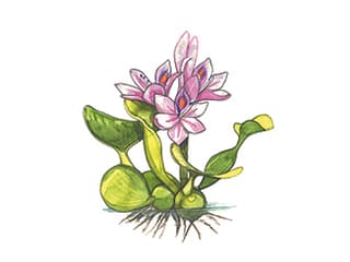 Illustration Wasserhyazinthe