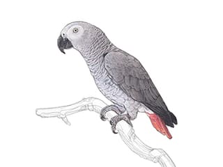 Graupapagei