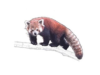 Illustration Kleiner Panda