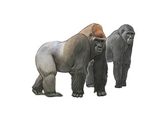 Illustration Westlicher Flachlandgorilla