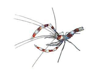 Illustration Gebänderte Scherengarnele