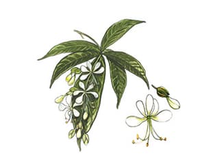 Illustration Losstrauch