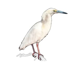 Dickschnabelreiher