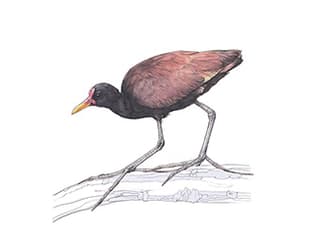 Illustration Rotstirn-Jassana