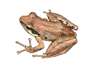 Mayotte Madagaskarfrosch