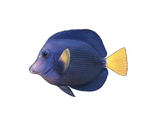 Illustration du Acanthure à queue jaune