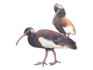 Illustration Mähnenibis