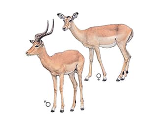 Impala