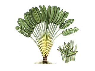 Illustration Baum der Reisenden (Ravenala)