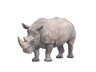 Südliches Breitmaulnashorn
