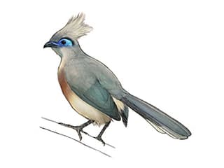 Illustration Haubenseidenkuckuck
