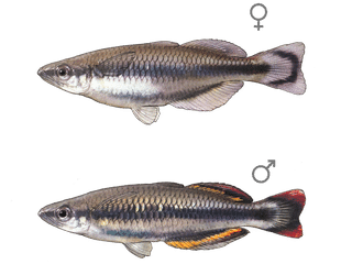 Madagaskar-Ährenfisch