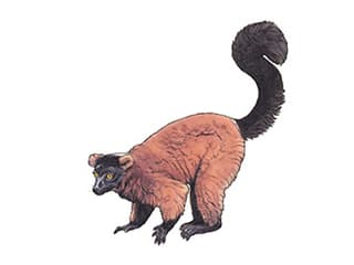 Illustration Roter Vari