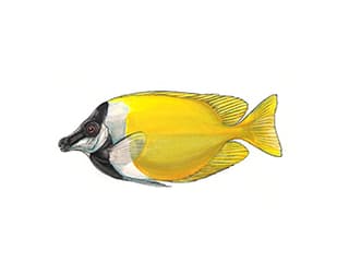 Illustration Fuchsgesicht