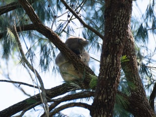 Koala in Australien.