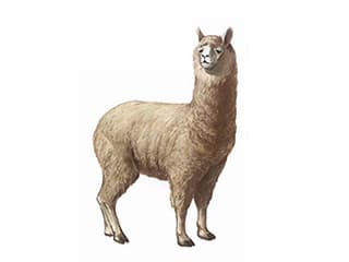 Illustration Alpaka