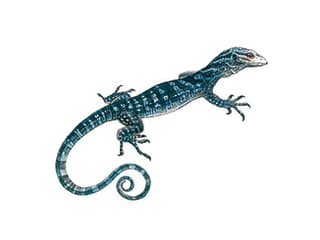 Illustration Blauer Baumwaran
