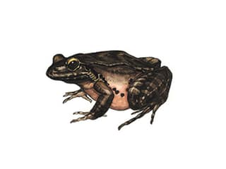 Illustration Antillen-Ochsenfrosch