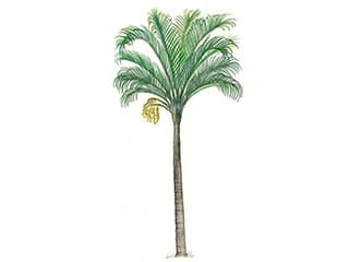 Illustration Madagaskarpalme