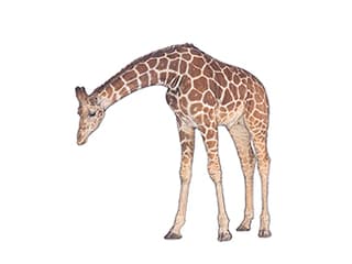 Netzgiraffe