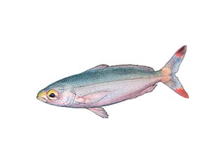 Illustration Füsilier