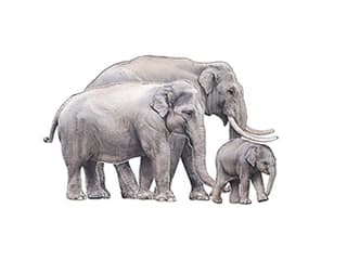 Illustration Asiatischer Elefant