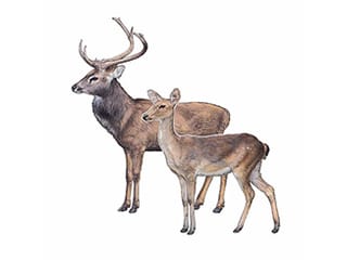 Illustration Burmese brow-antlered deer