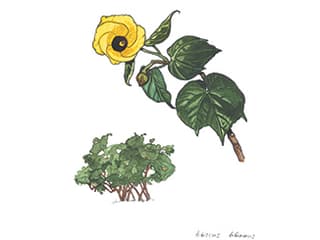 Illustration Lindenblättriger Eibisch