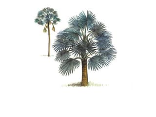 Illustration Bismarck-Palme