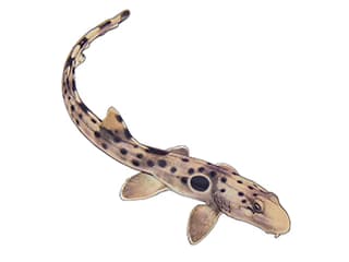 Illustration Epaulettenhai