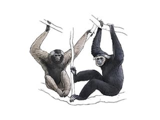 Illustration Kappengibbon