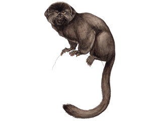Illustration Springtamarin
