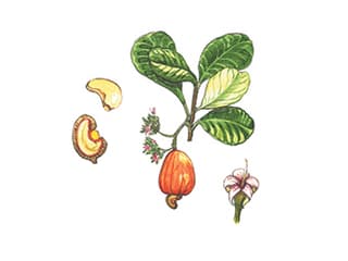 Illustration Kaschubaum