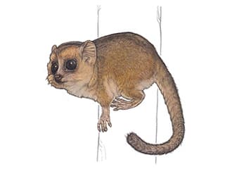 Illustration Goodman-Mausmaki