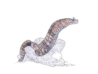 Illustration Drachenmuräne