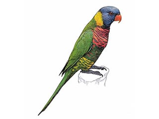 Illustration Regenbogenlori