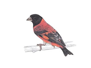 Illustration Kapuzenzeisig
