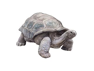 Illustration Aldabra-Riesenschildkröte