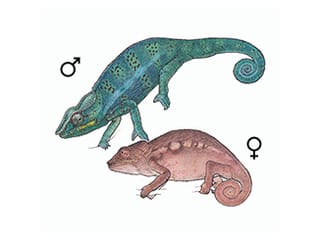 Illustration Pantherchamäleon