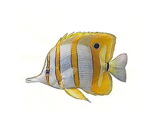 Illustration Kupferbinden-Pinzettfisch