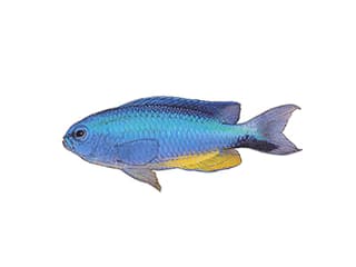 Illustration Andamanen-Demoiselle