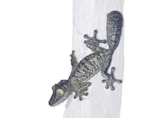 Madagaskar-Plattschwanzgecko