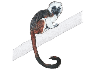 Illustration Lisztaffe