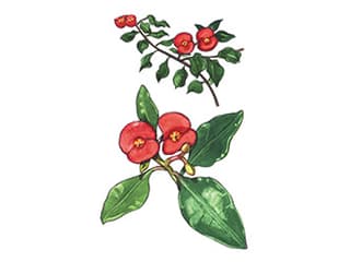 Illustration Euphorbia geroldii