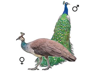 Illustration Blauer Pfau