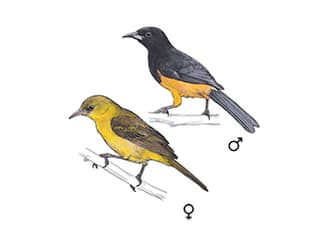 Illustration Montserrat-Trupial