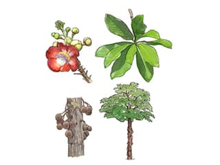 Kanonenkugelbaum